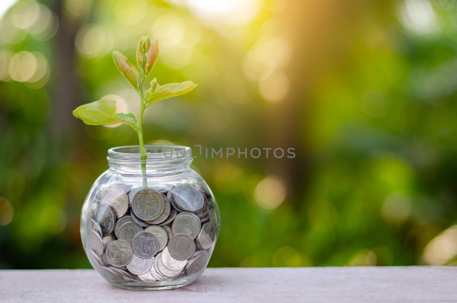 money Bottle Banknotes tree Image of bank note with plant growing on top for business green natural background money saving and investment financial concept by sarayut_thaneerat