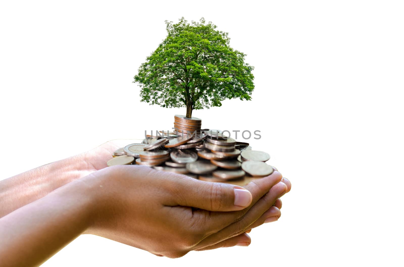 hand tree Coin Isolate hand Coin tree The tree grows on the pile. Saving money for the future. Investment Ideas and Business Growth. by sarayut_thaneerat