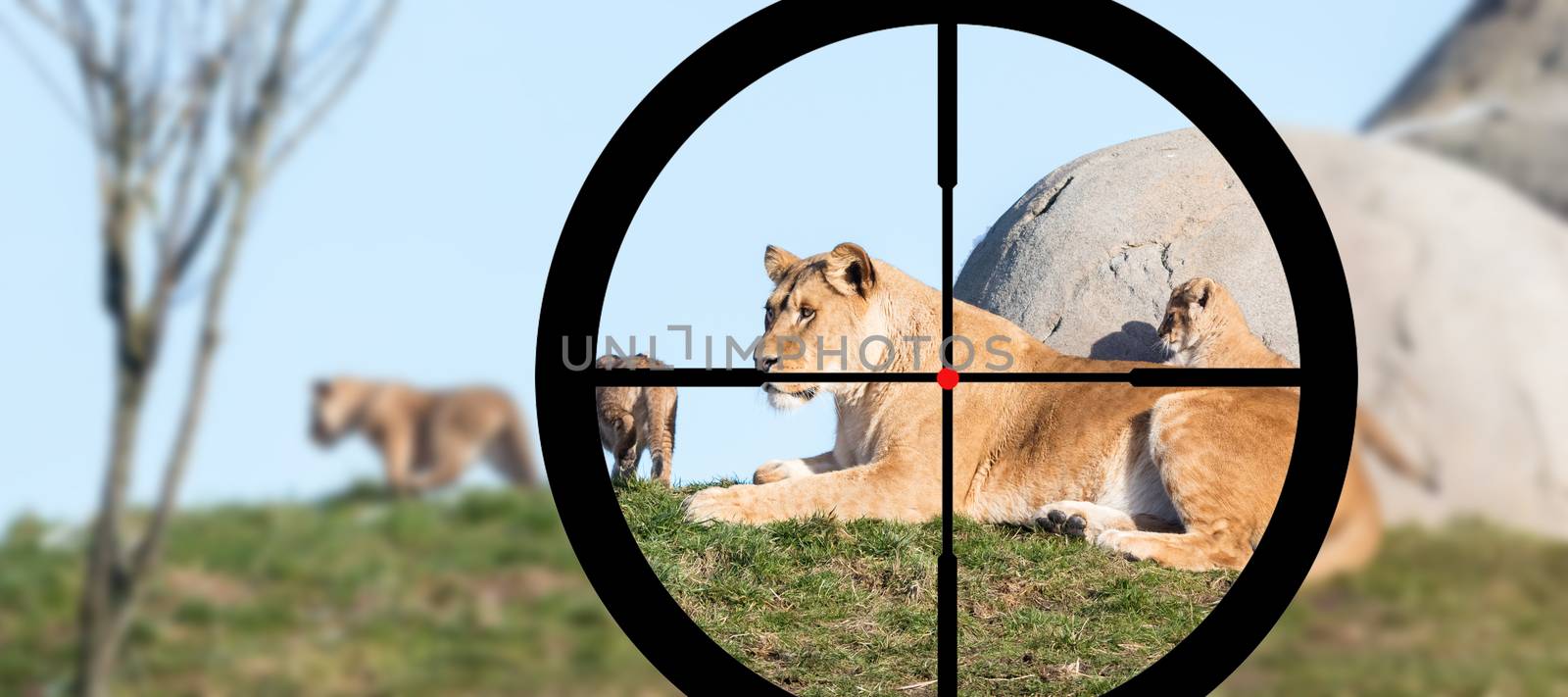 Hunting a lioness and cubs - Shooting with a scope