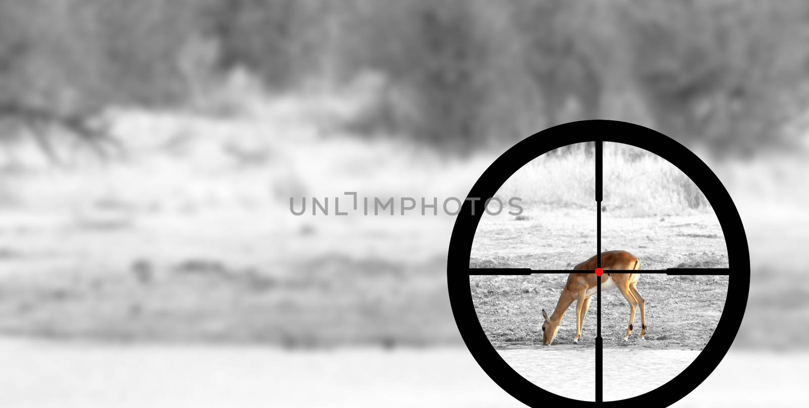 Hunting a Common Impala (Aepyceros melampus) by michaklootwijk