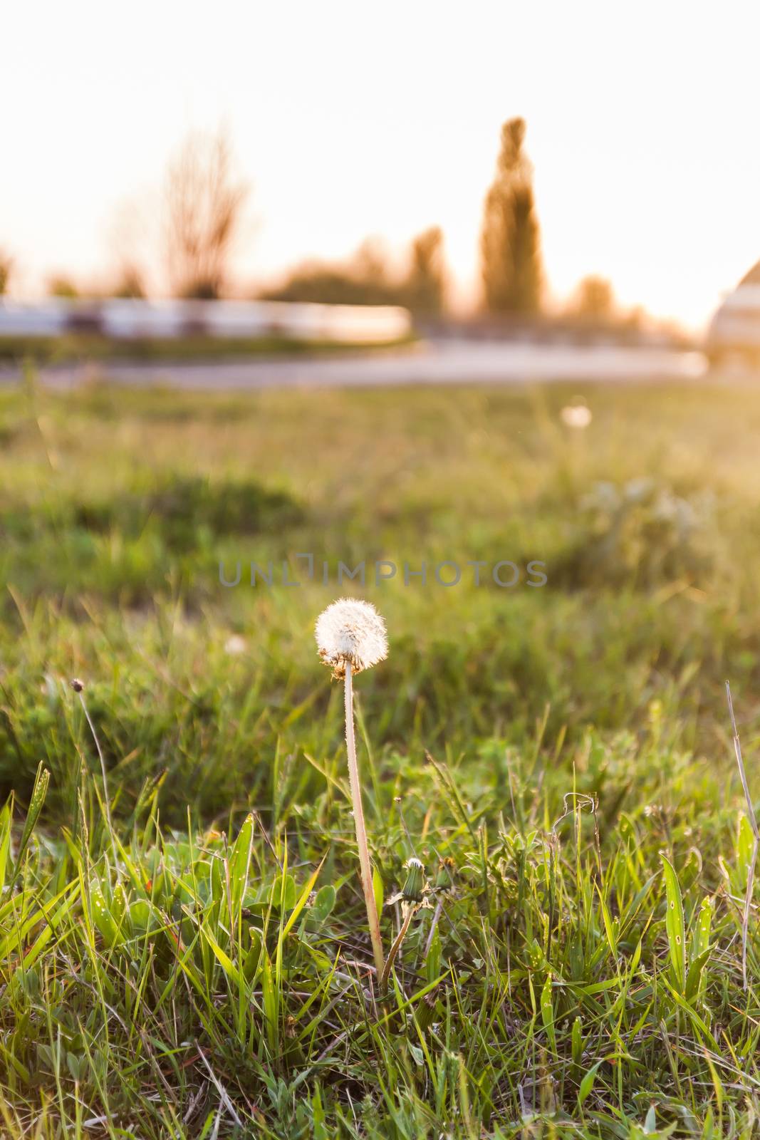 Landscape, one white dandelion in the evening beautiful back mag by Tanacha