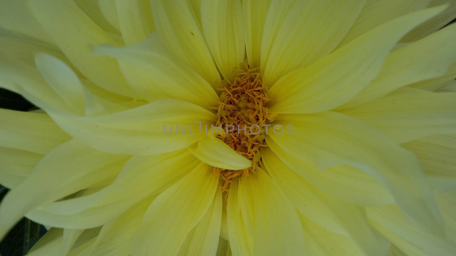 yellow flower and petals blooming or blossoming up close