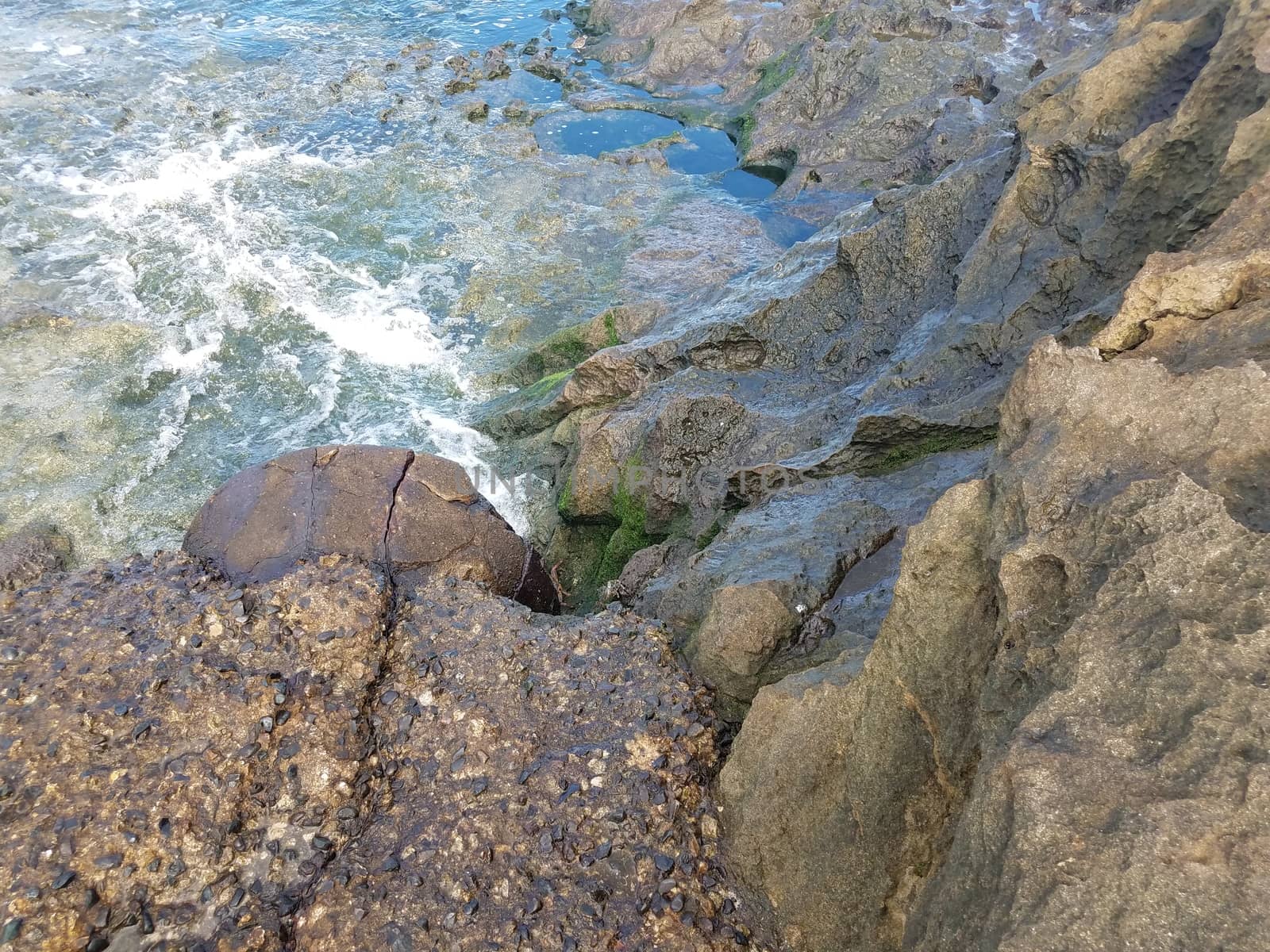 crabs on wet stone or rocks with algae and water on beach in Puerto Rico