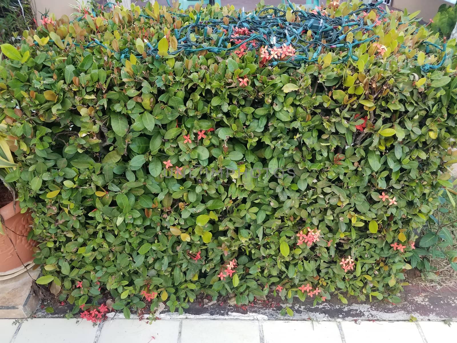 bush with green leaves and pink flowers and Christmas lights on top