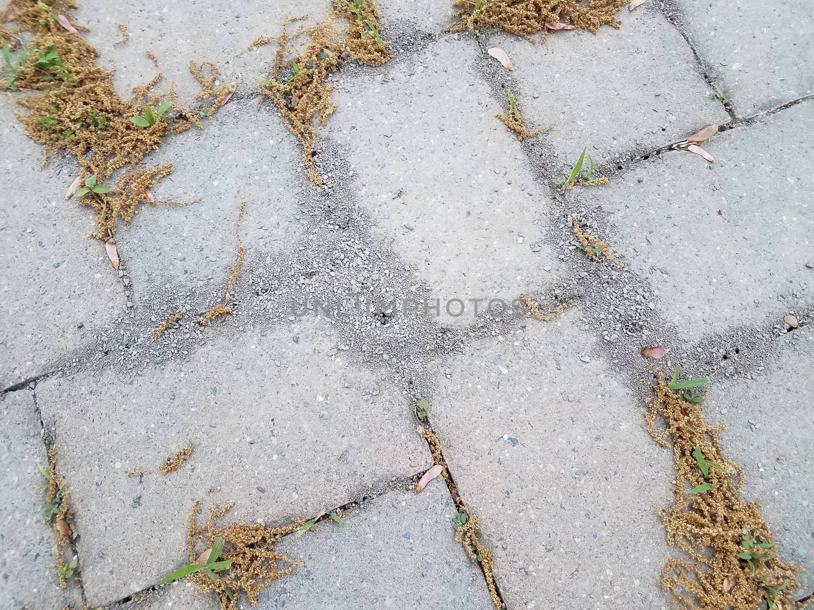 grey stone tiles with dirt from ants and pollen grains