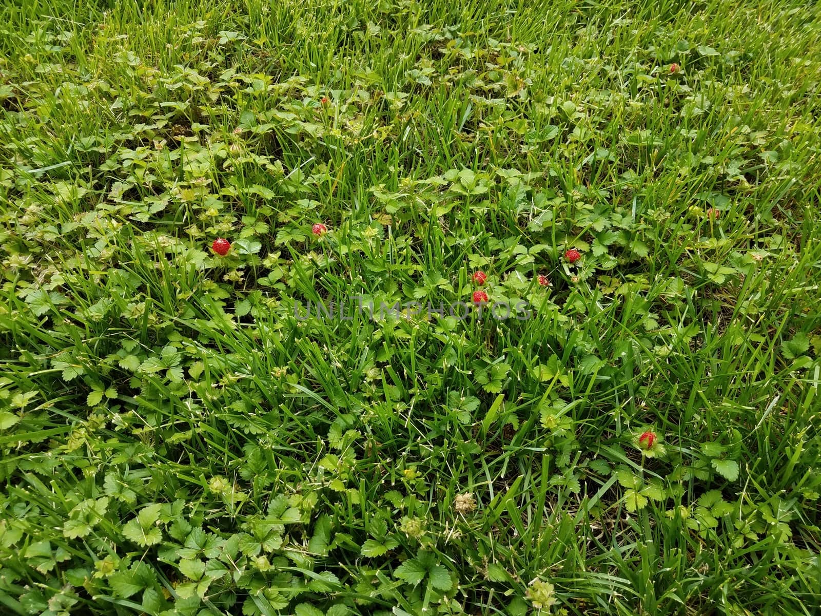 red wild strawberries and green grass on lawn or yard