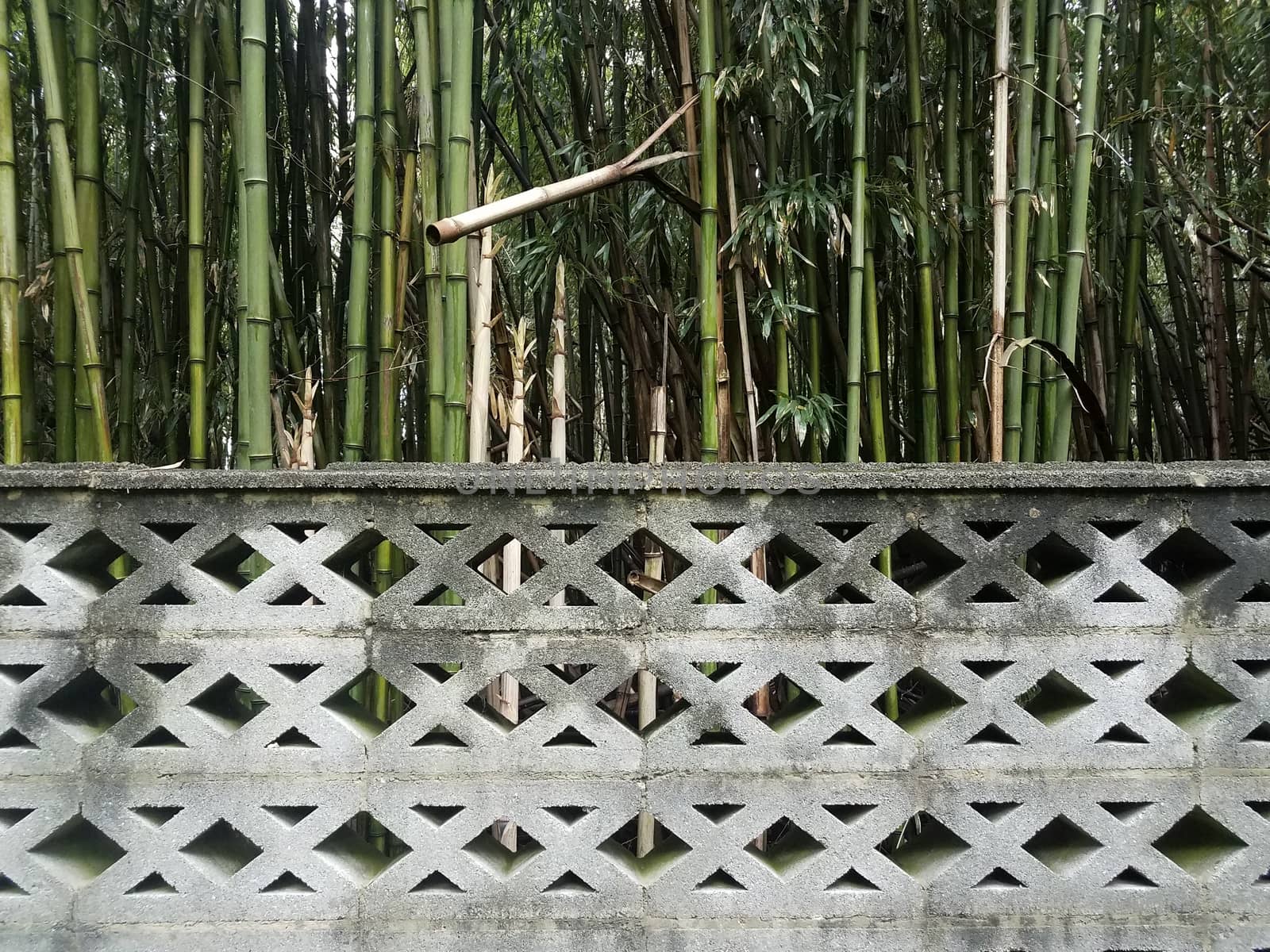 grey cement wall with bamboo trees or forest by stockphotofan1