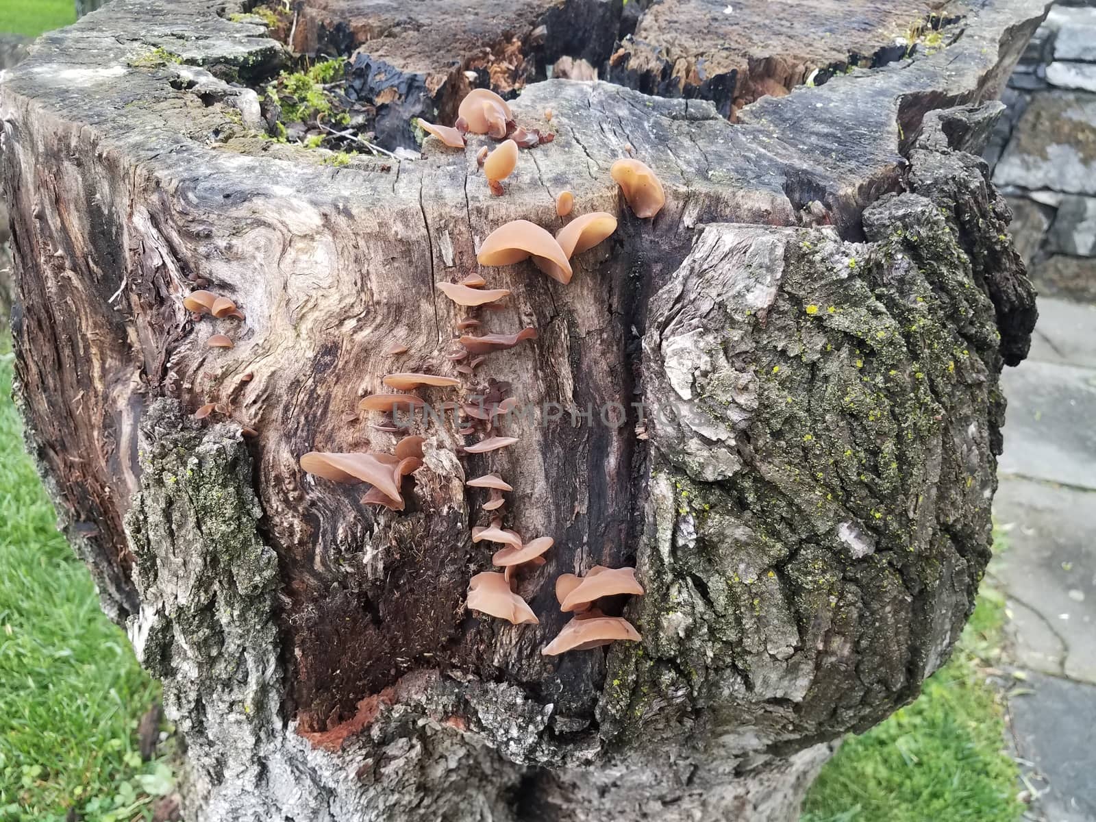 wood tree trunk or stump with brown mushrooms or fungus