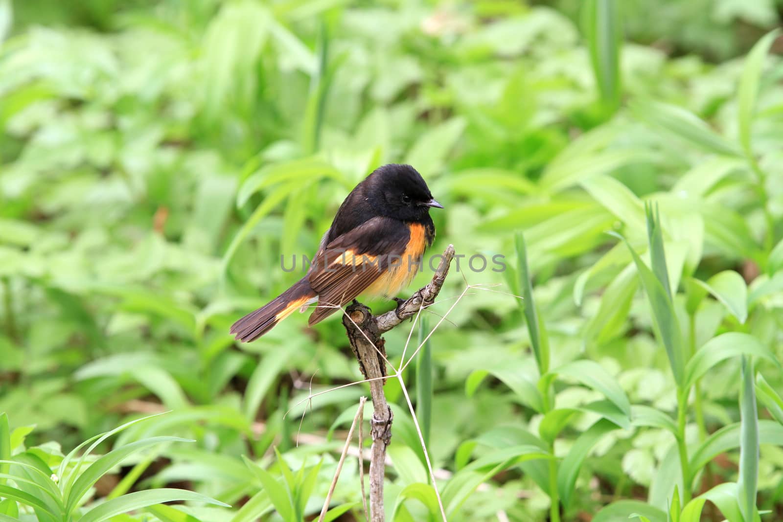 American Redstart male on dead branch looking for food