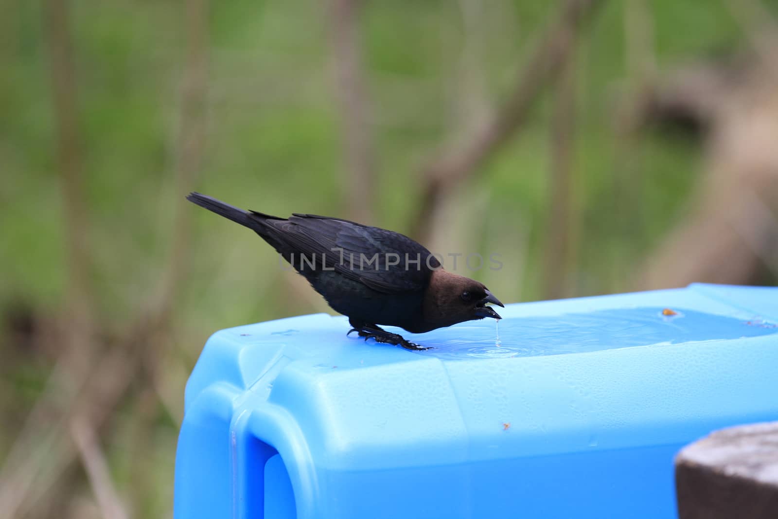 Brown headed cowbird male by framed