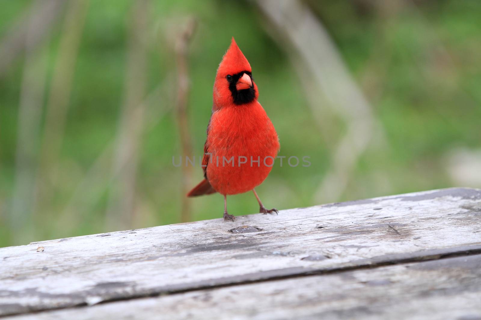 Cardinal male by framed