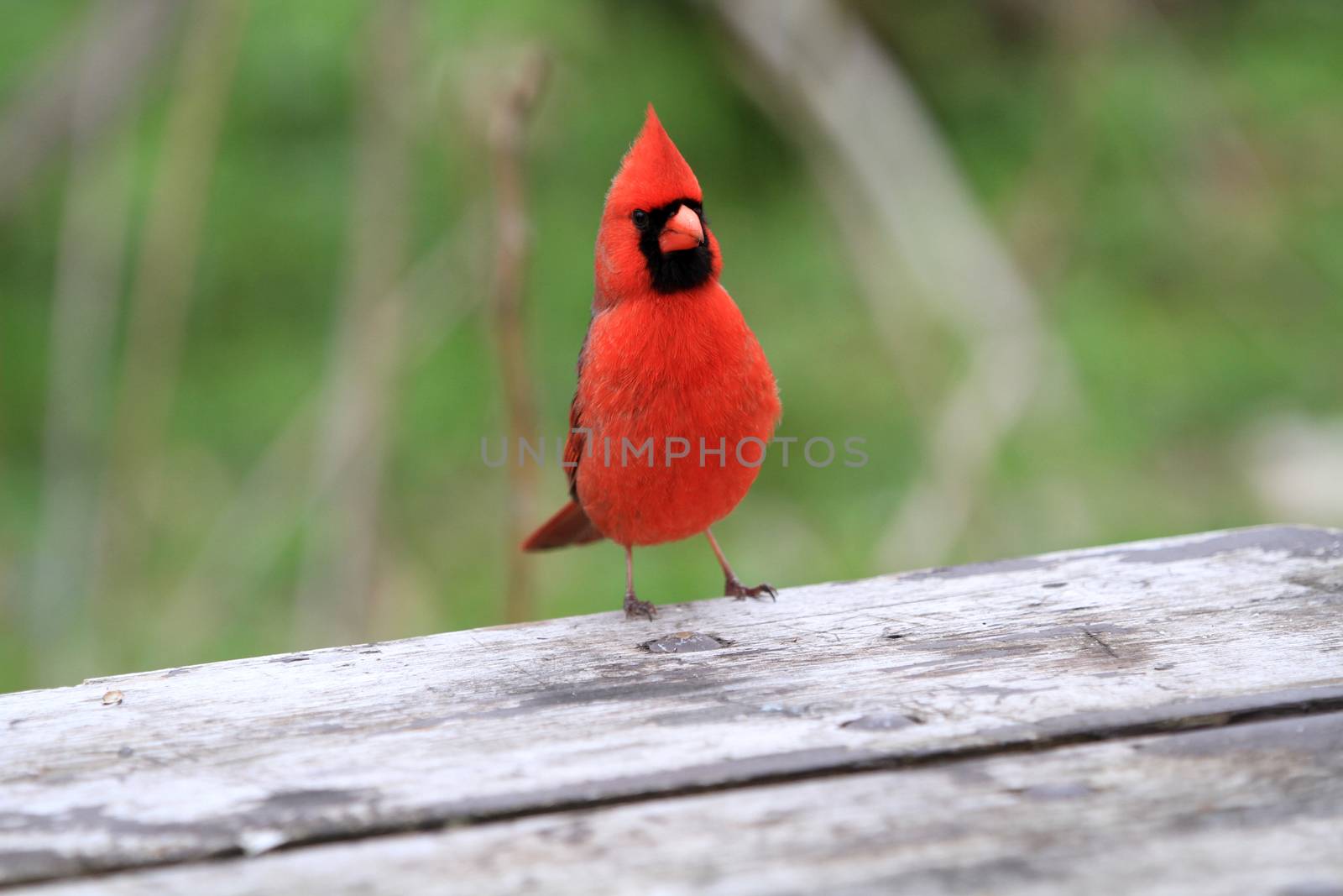 Cardinal male close up early morning