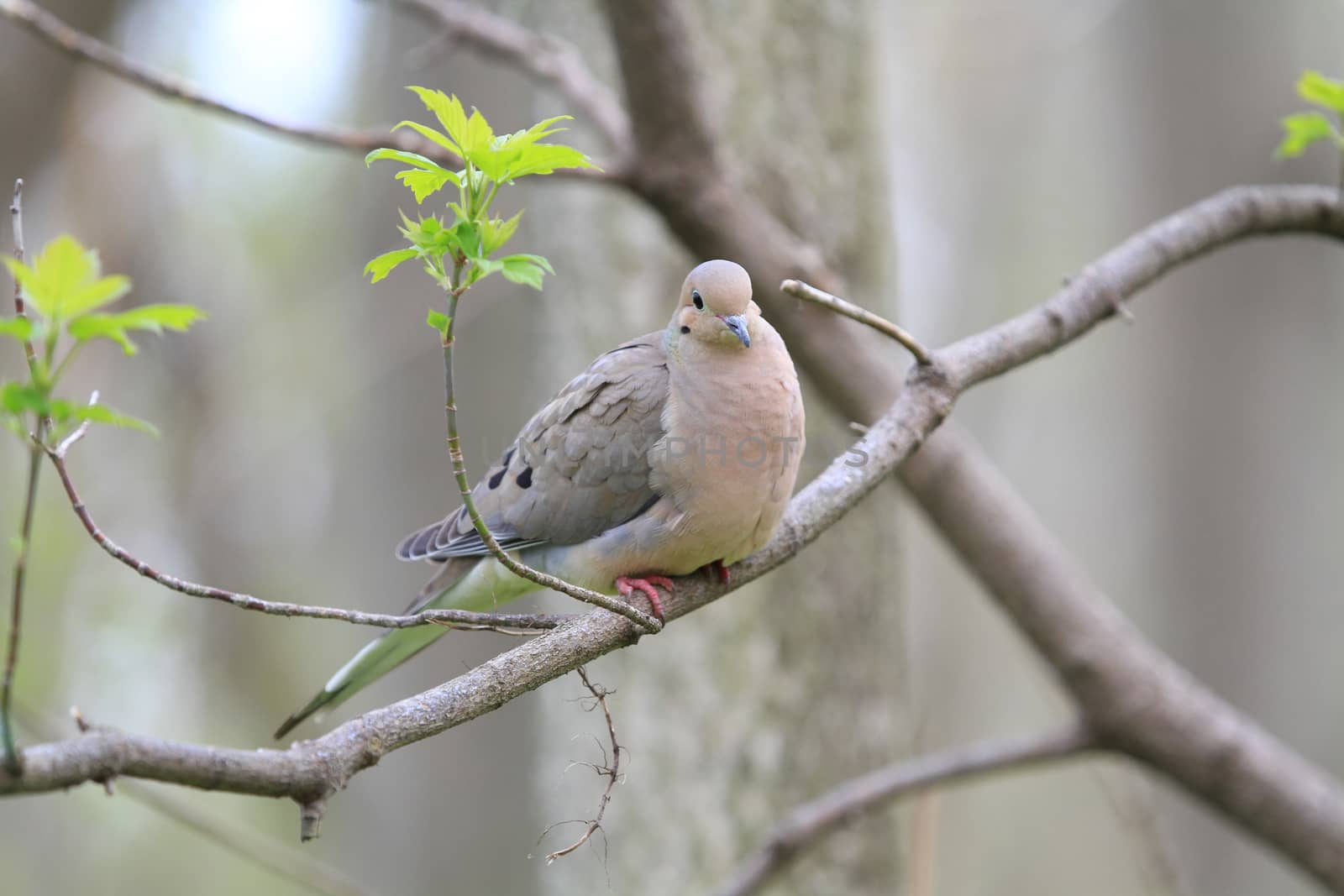 Mourning Dove perched on branch