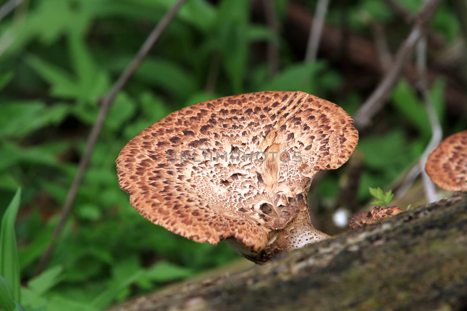 Pheasant Back Mushroom growing on dead log