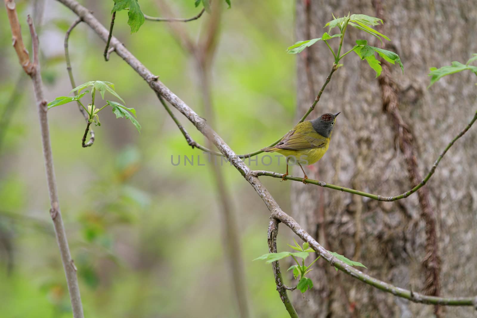 Nashville warbler male perched on branch