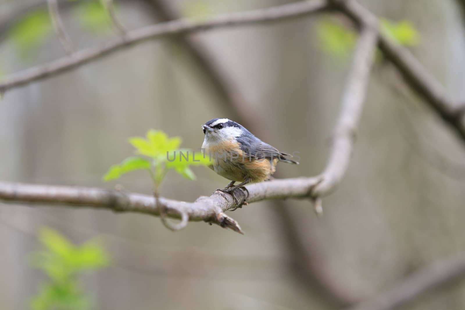 Red-breasted Nuthatch by framed