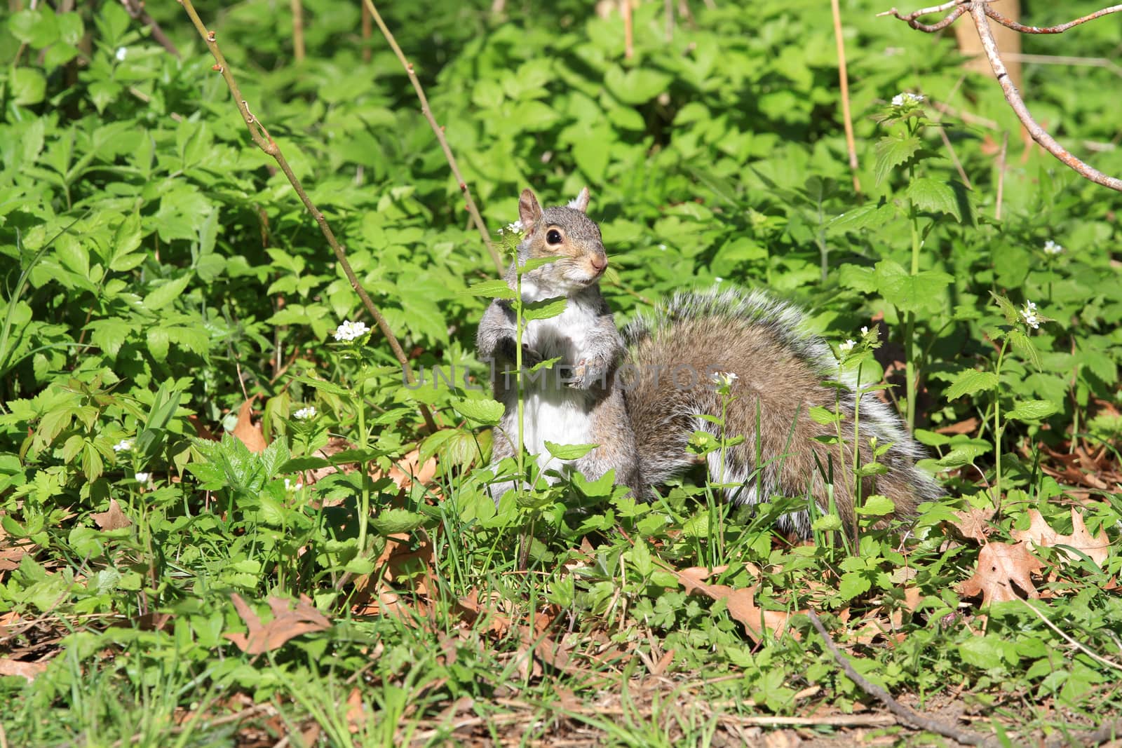 Gray Squirrel feeding on  ground in morning sun