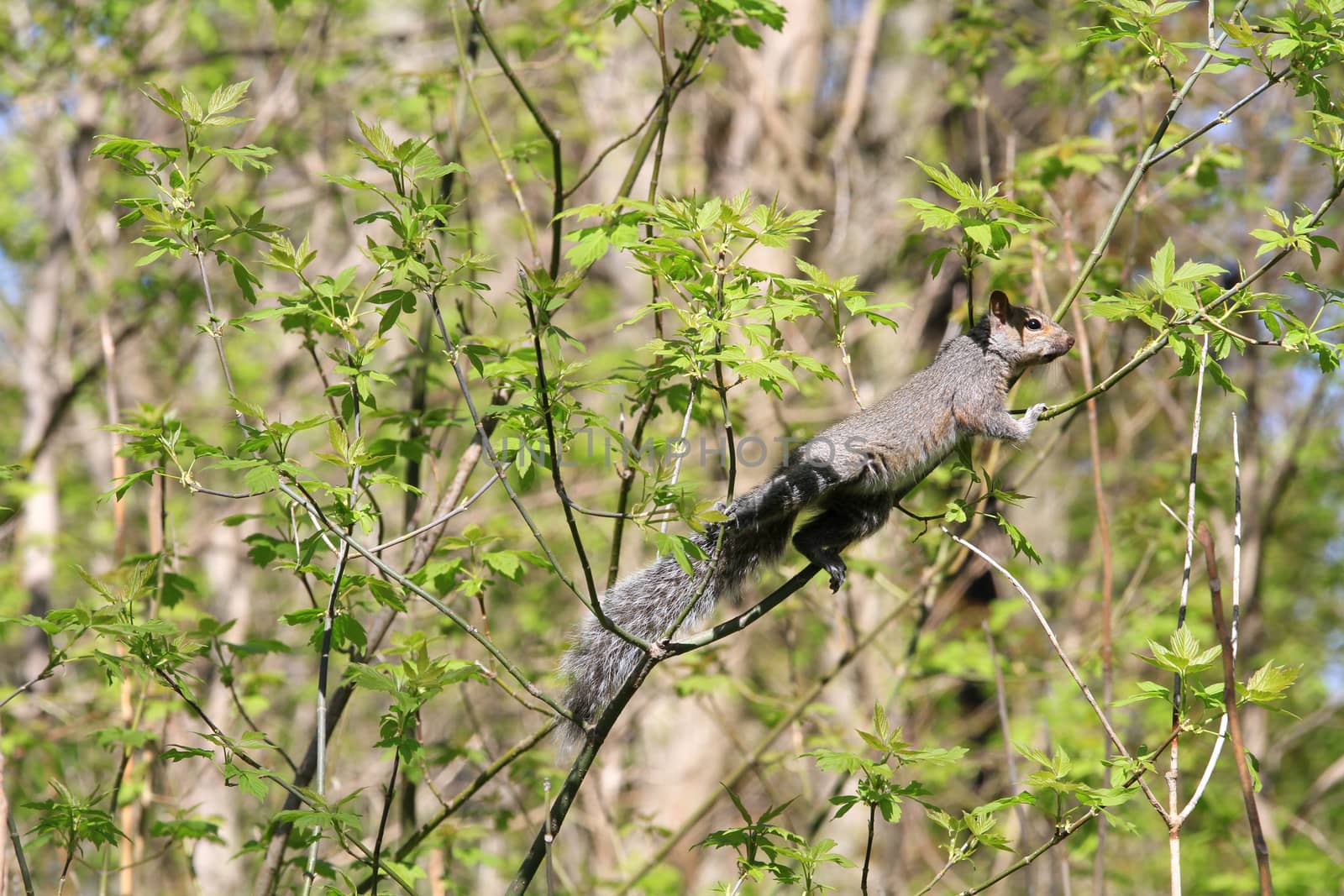 Gray Squirrel by framed