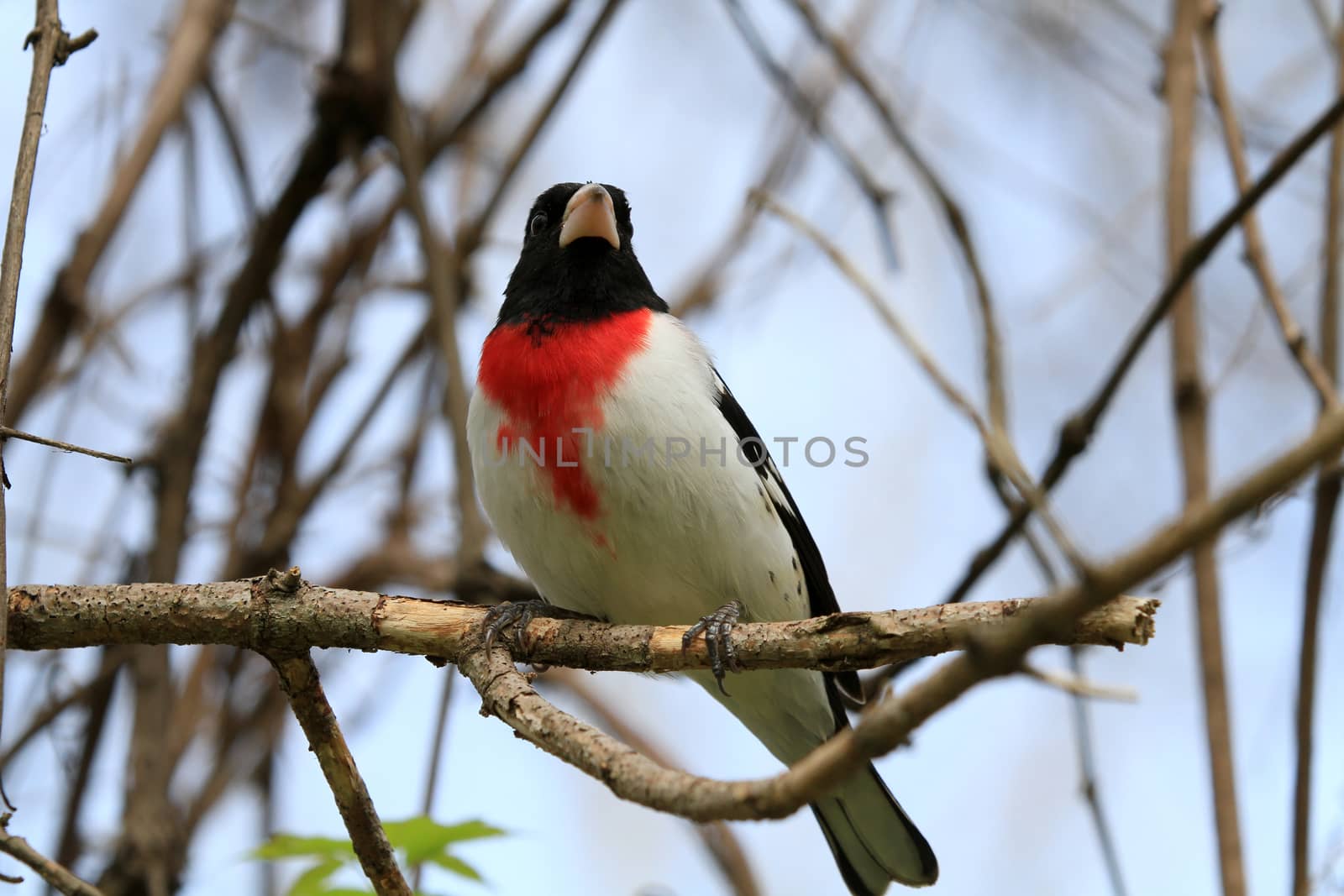 Rose-breasted Grosbeak perched on branch