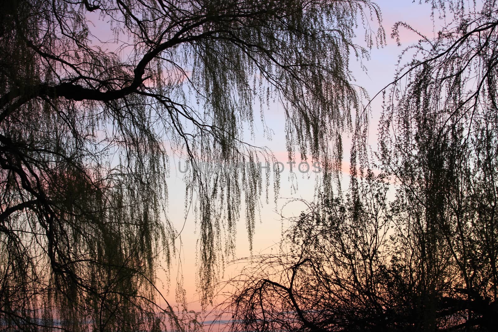 Sunset through willow trees spring