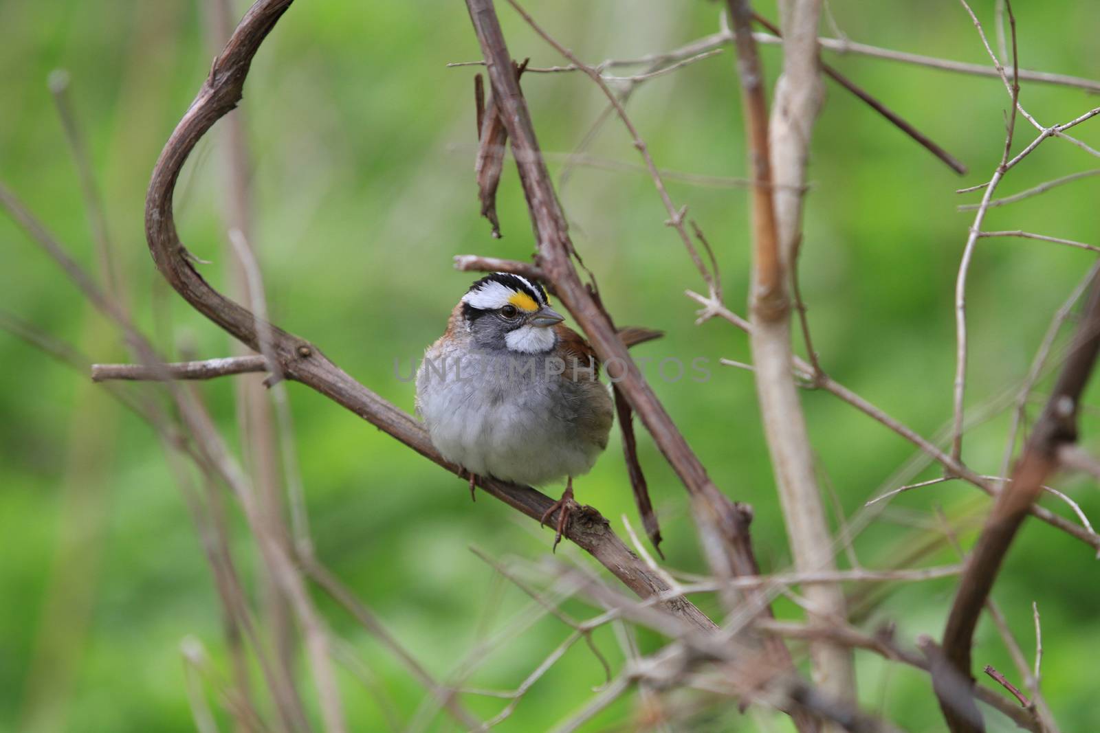 White-throated Sparrow in morning sun