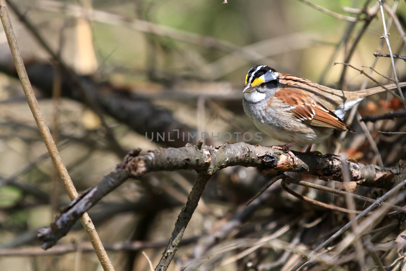 White-throated Sparrow male in morning sun