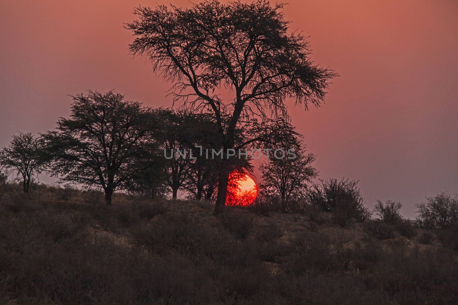 Sunset near Mata Mata in the Kgalagadi Trans Frontier Park. South Africa