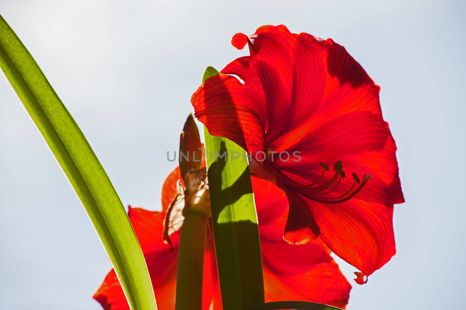 Red Amaryllis flower against blue sky by kobus_peche