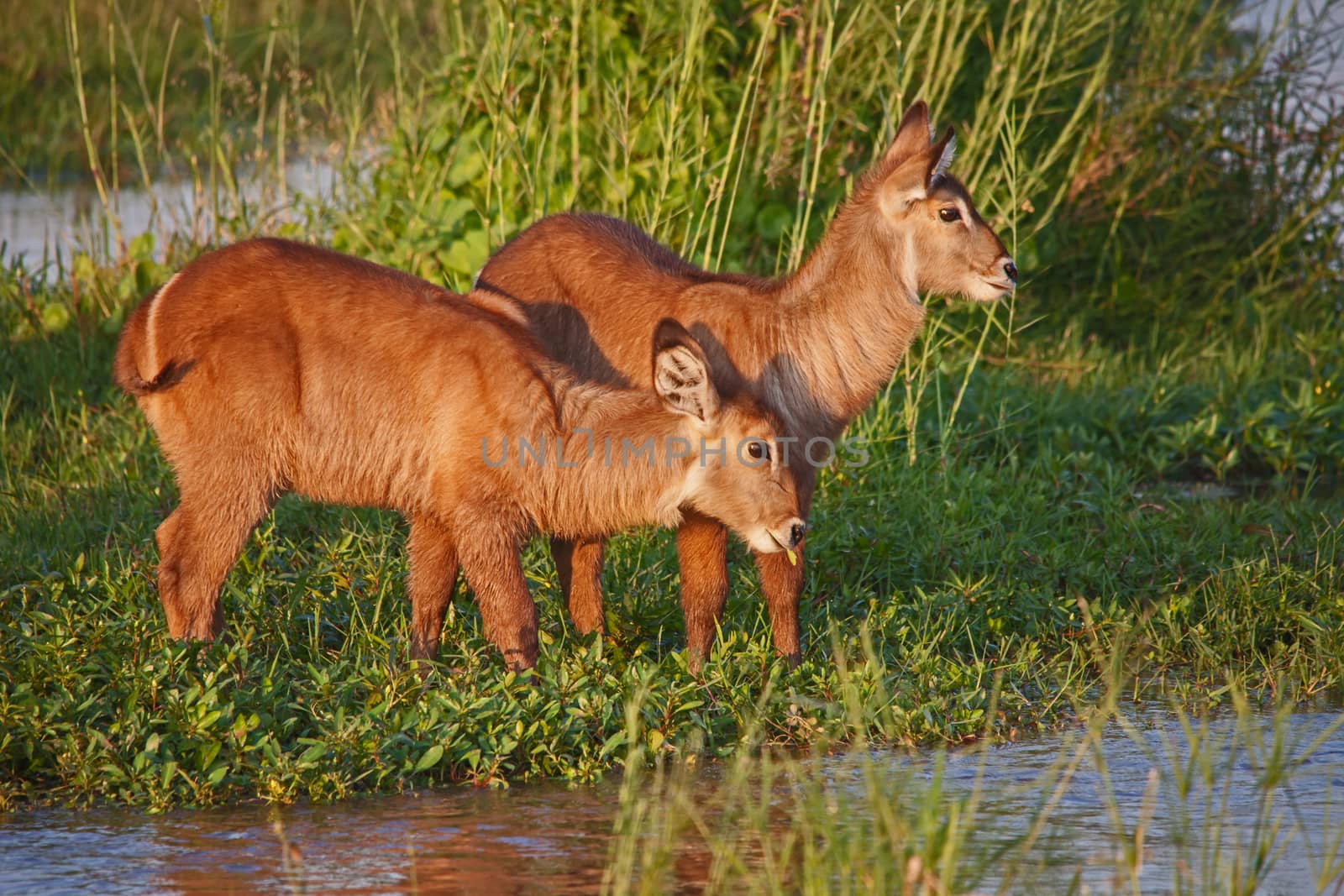 Young Waterbuck 7 by kobus_peche