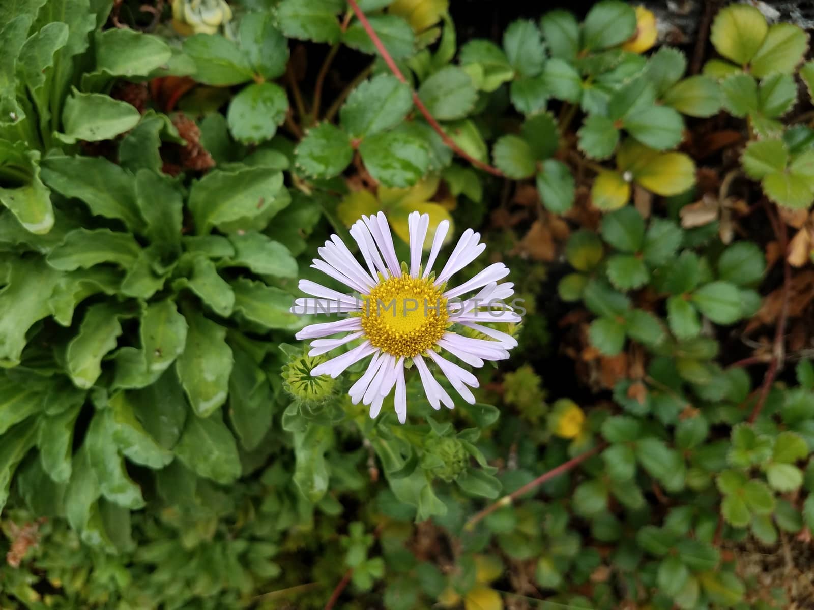 plant with green leaves and yellow and white flower by stockphotofan1