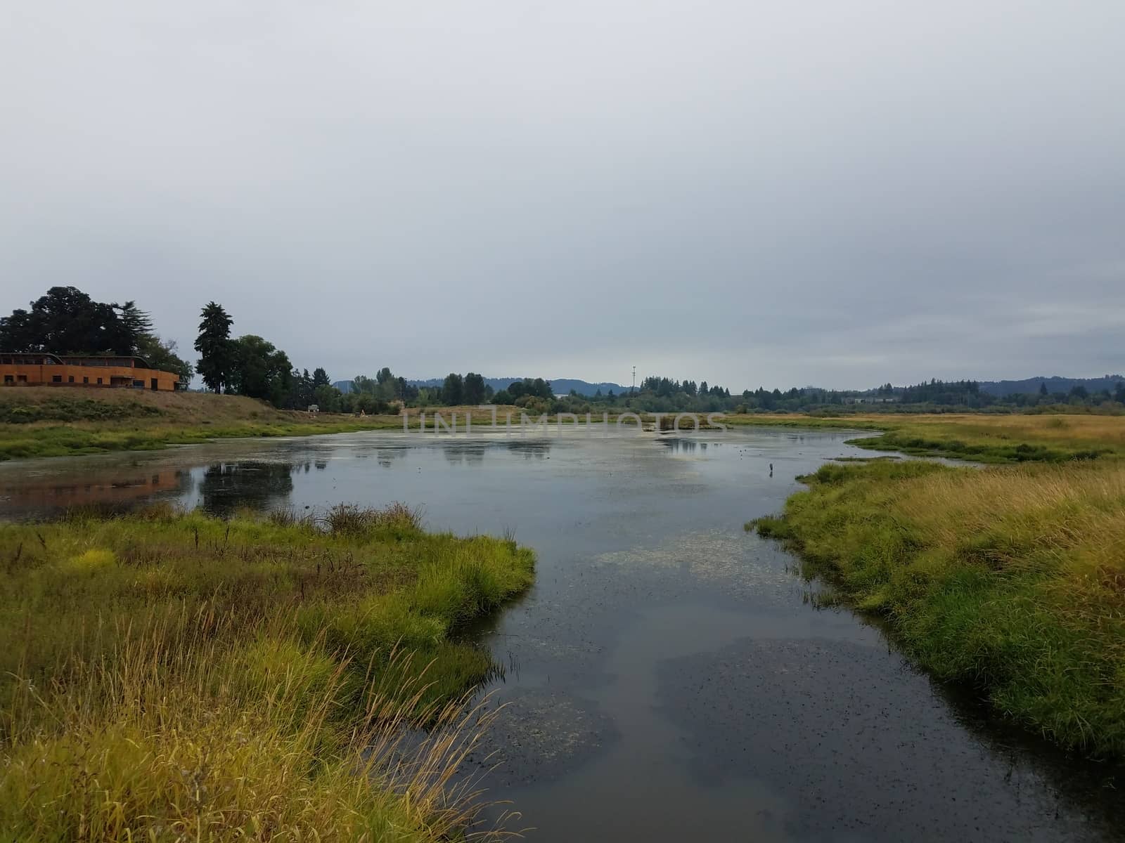 wetland area lake or pond water and grasses by stockphotofan1