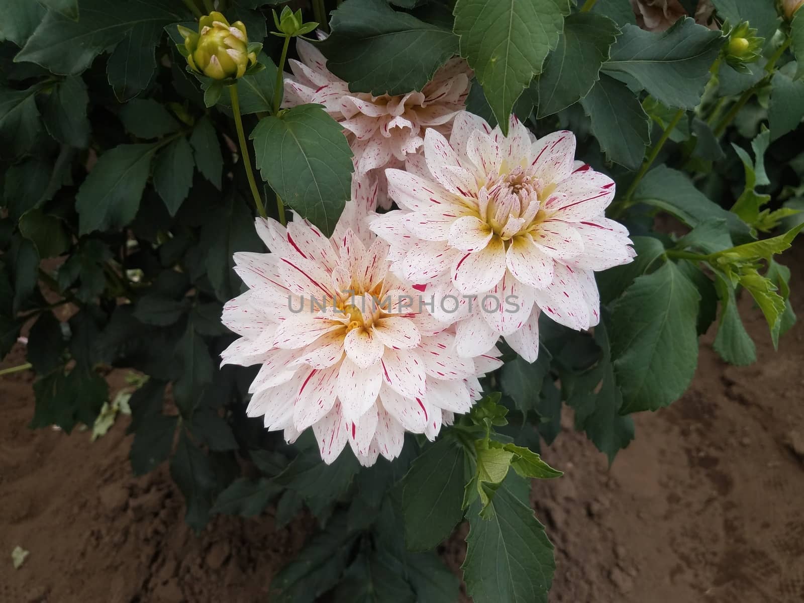 white and red dahlia flower petals with green leaves by stockphotofan1