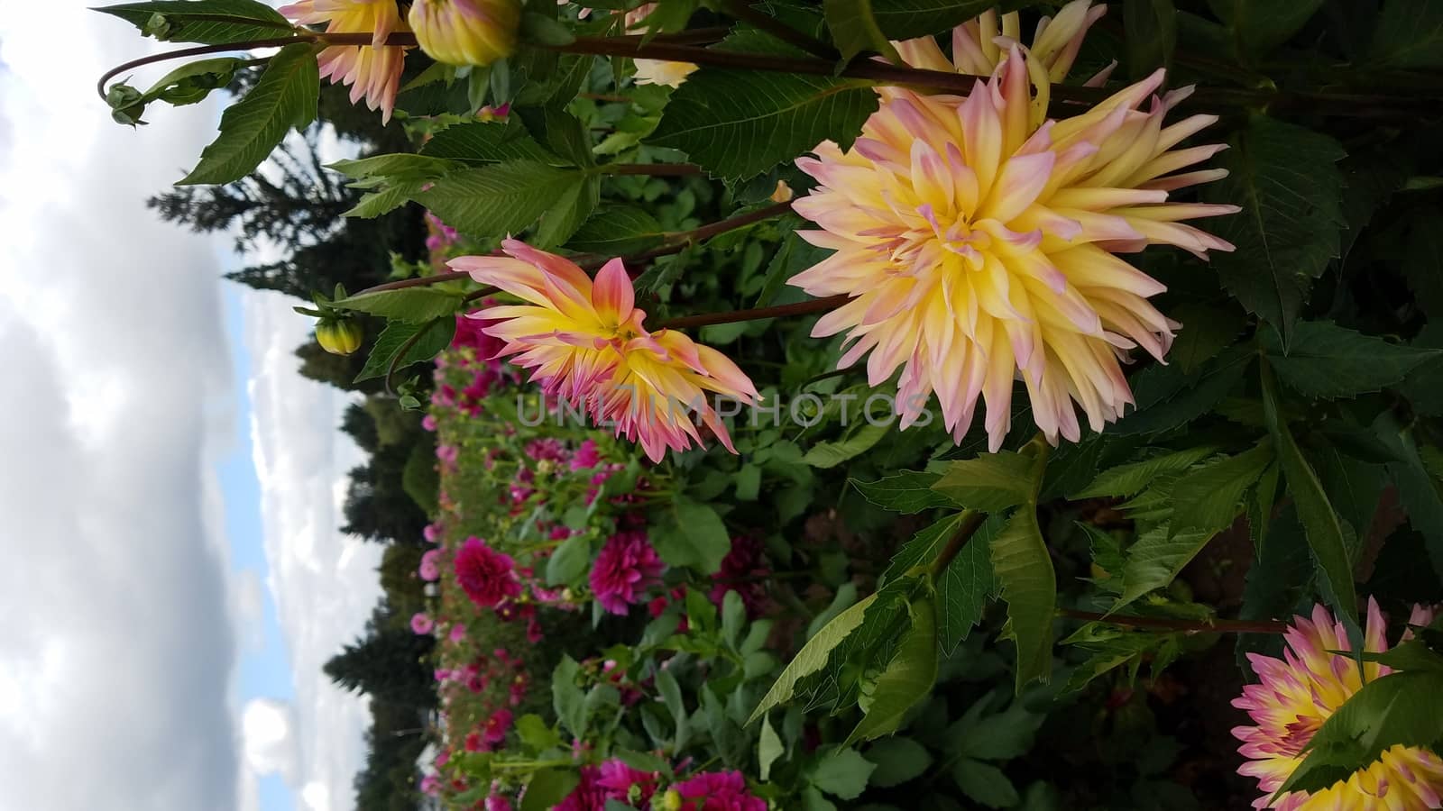 pretty yellow and pink dahlia flower petals with green leaves in field