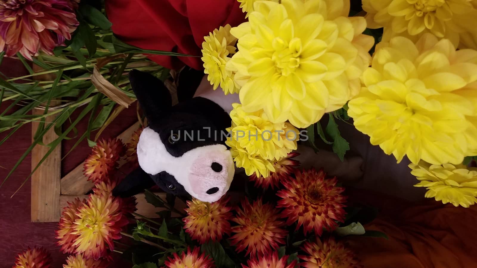 yellow and red dahlia flower petals with green leaves and stuffed cow