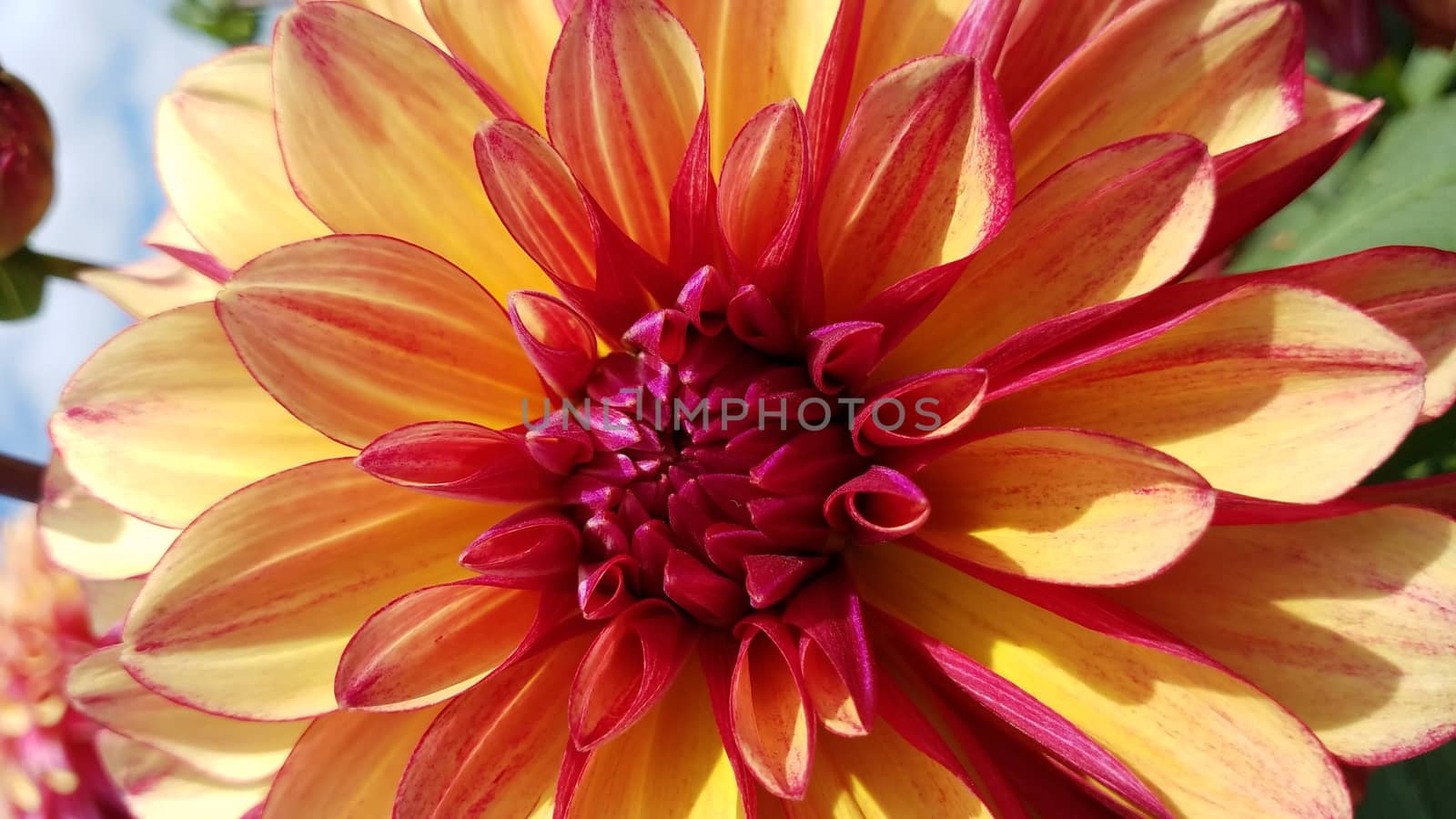 pretty yellow and red dahlia flower petals up close