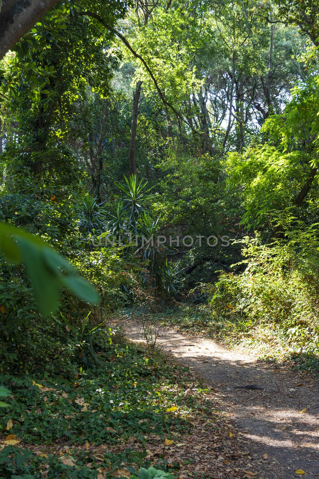 Mon Repos park, Corfu Town, Greece by ankarb