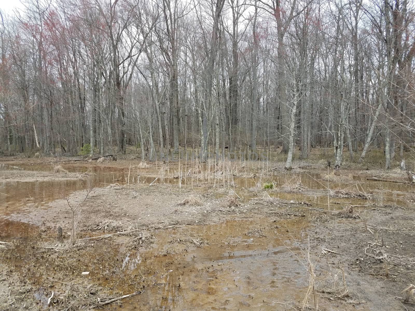 water and mud and trees in forest or woods in swamp by stockphotofan1