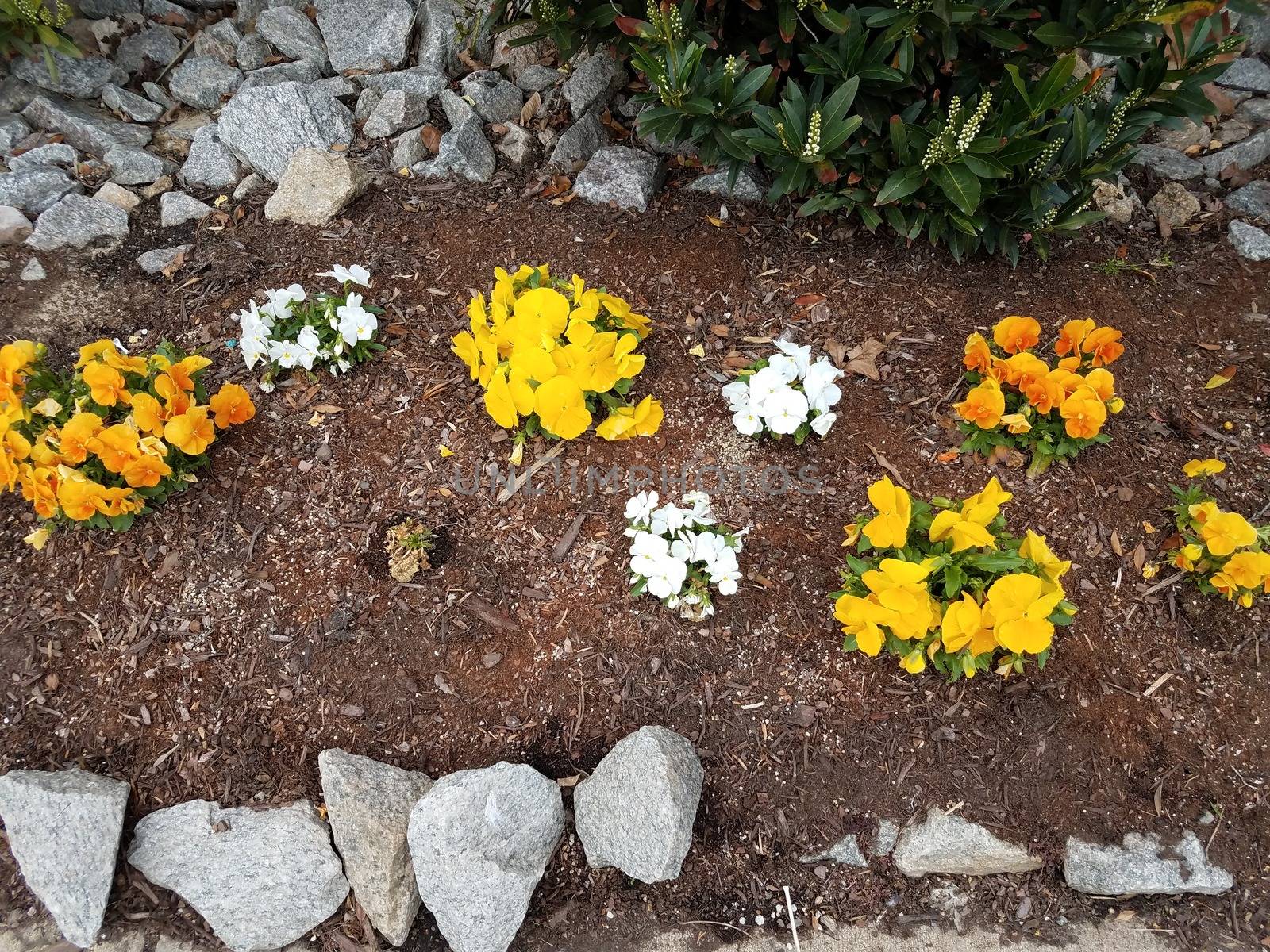 grey rocks and yellow and white flowers in mulch by stockphotofan1