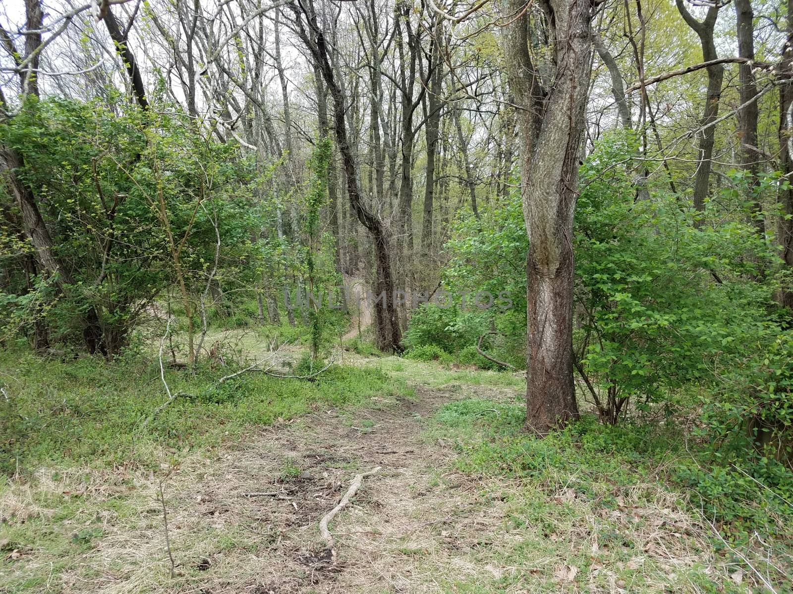 trail or path in woods or forest with green leaves and trees