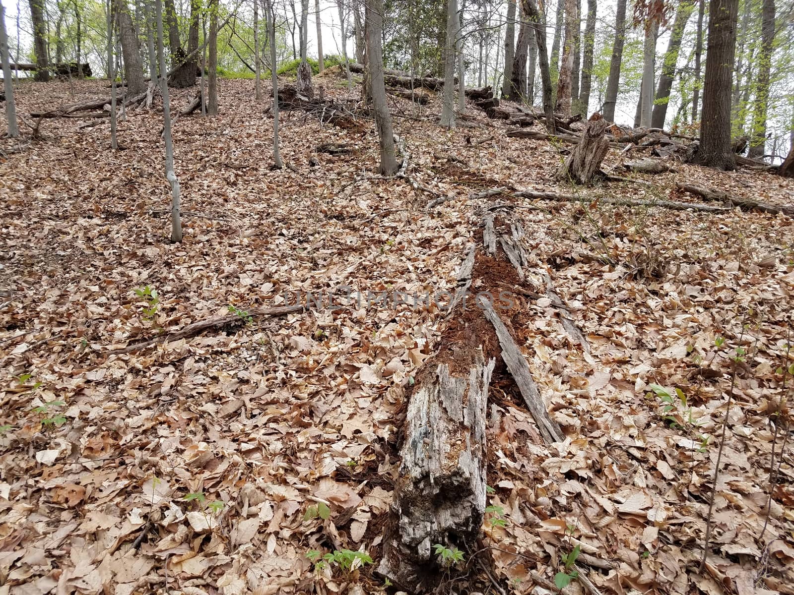 fallen tree trunk and brown leaves in forest or woods