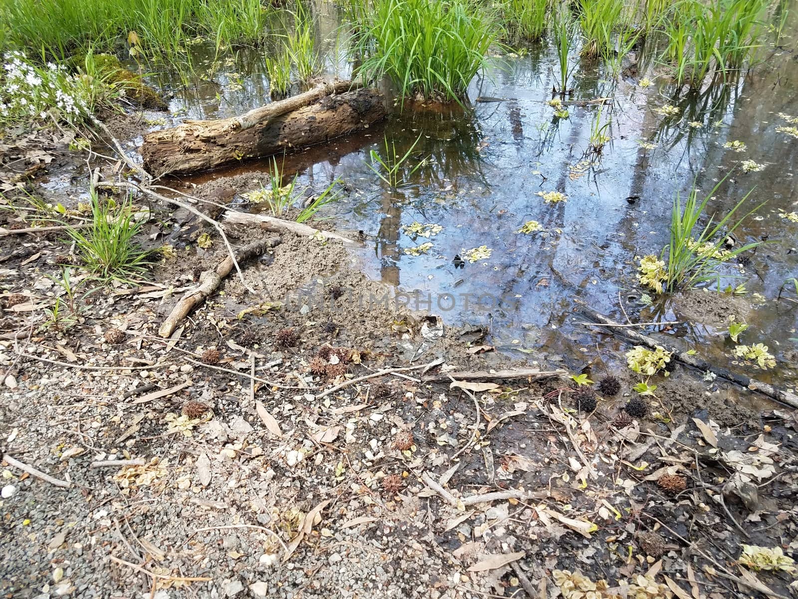 large frog and water and mud and grasses in swamp environment