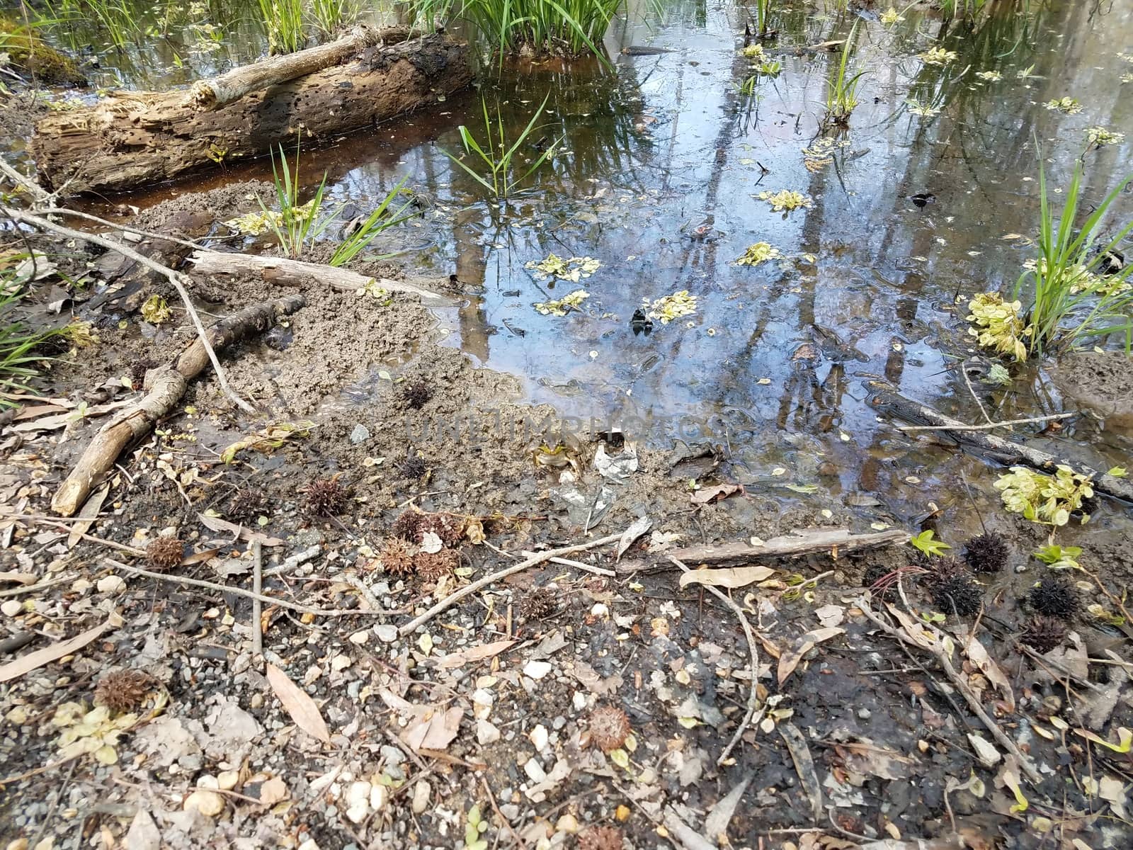 large frog and water and mud and grasses in swamp environment