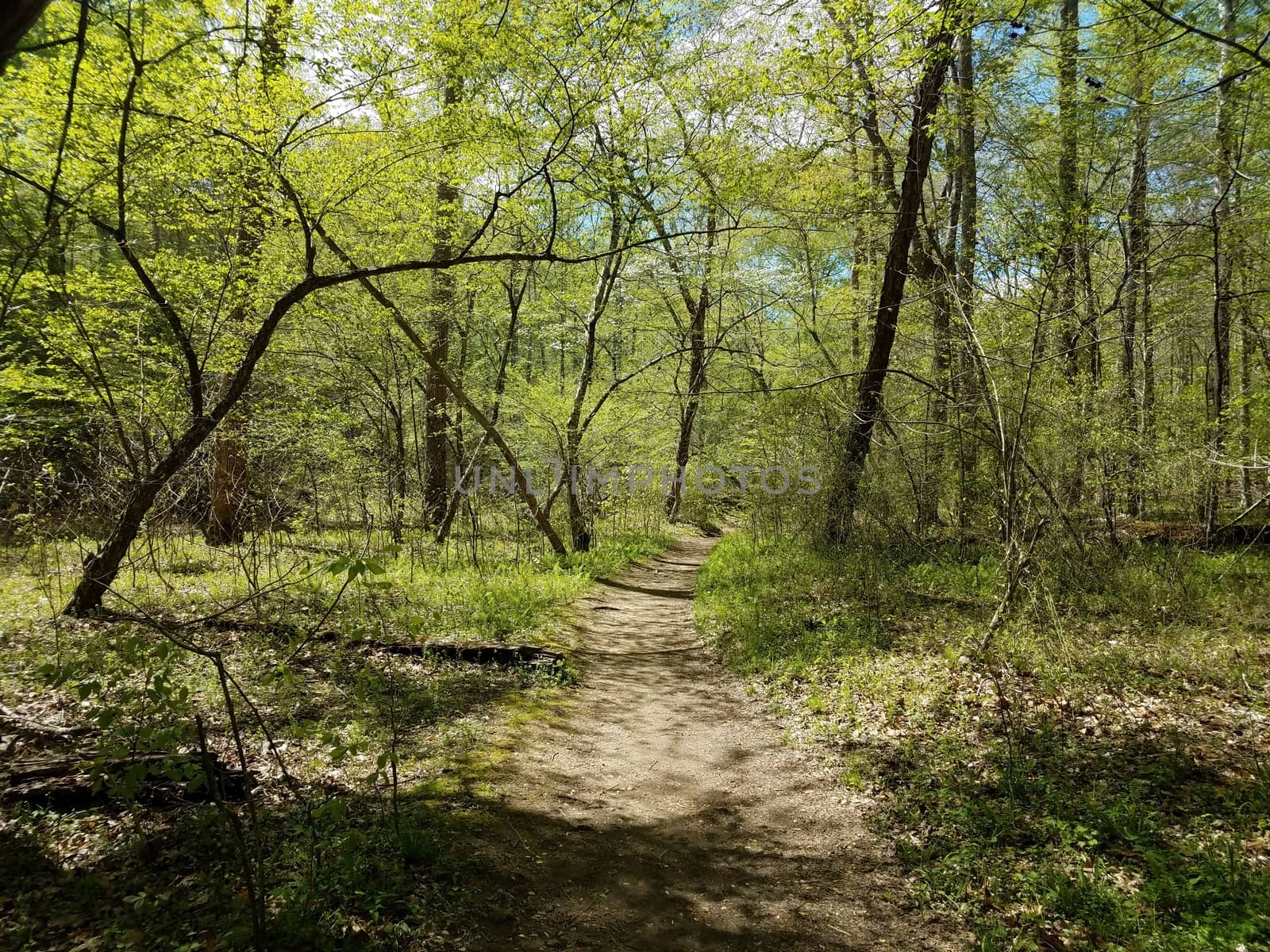 trail or path in woods or forest with green leaves and trees