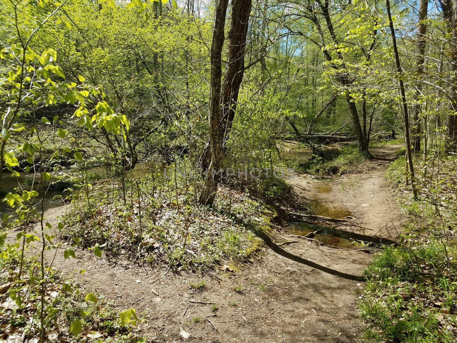 trail or path in woods with green leaves and trees and water by stockphotofan1