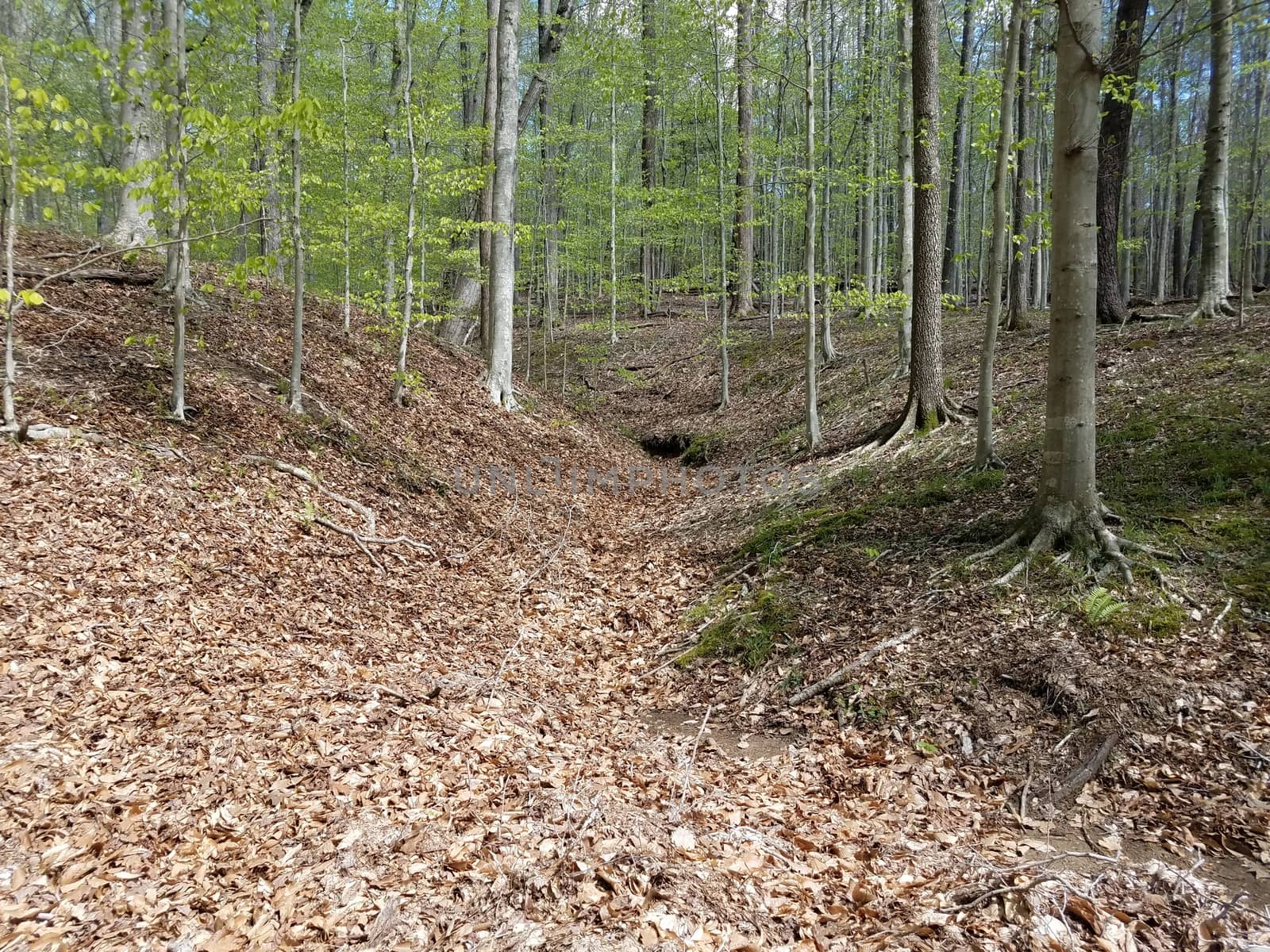 fallen brown leaves and trees in forest or woods environment