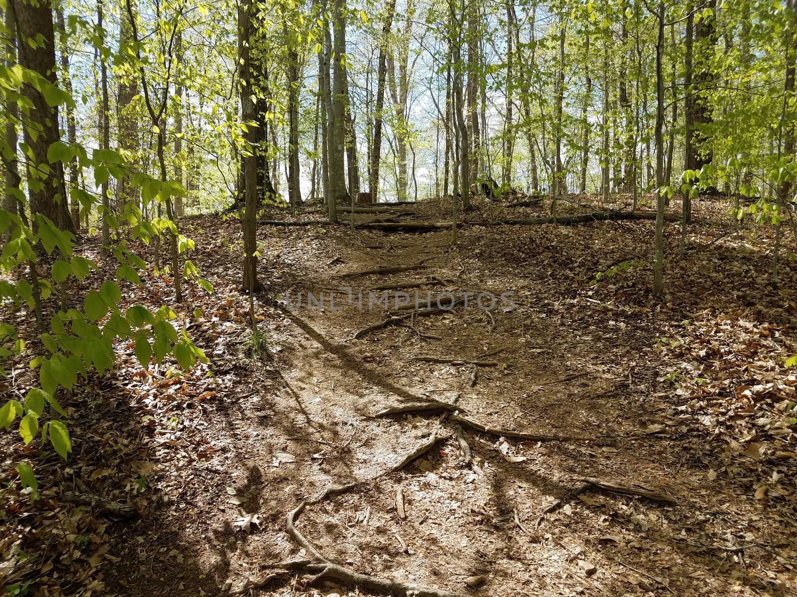 trail on hill with tree roots in forest or woods by stockphotofan1