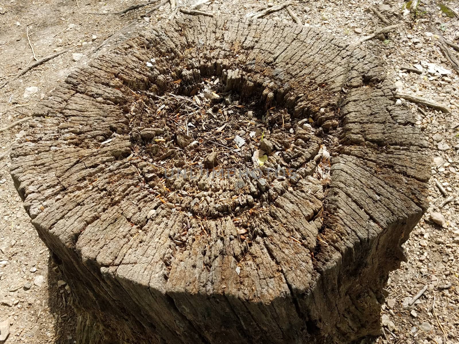 worn and weathered and eroded brown tree stump and bark