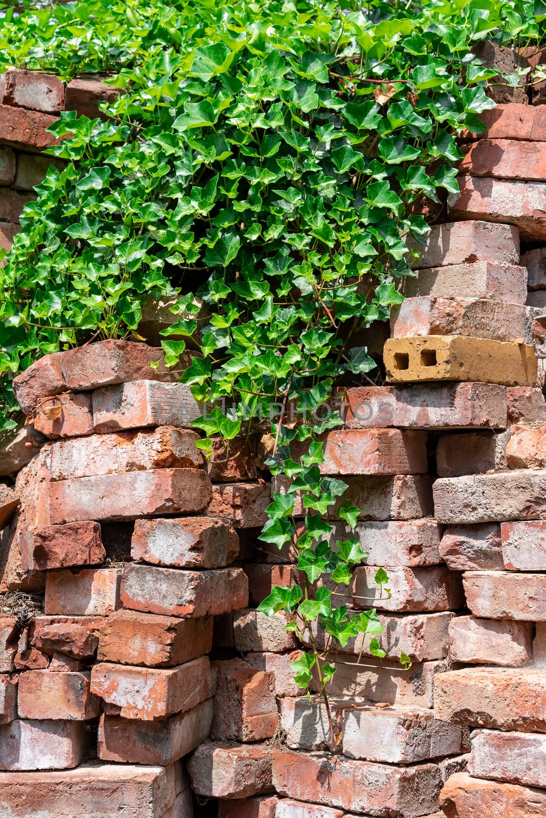 Red bricks stapled are covered by green ivy hedera helix. Those bricks are typically used as a construction material but a forgotten and finally conquered back by nature.