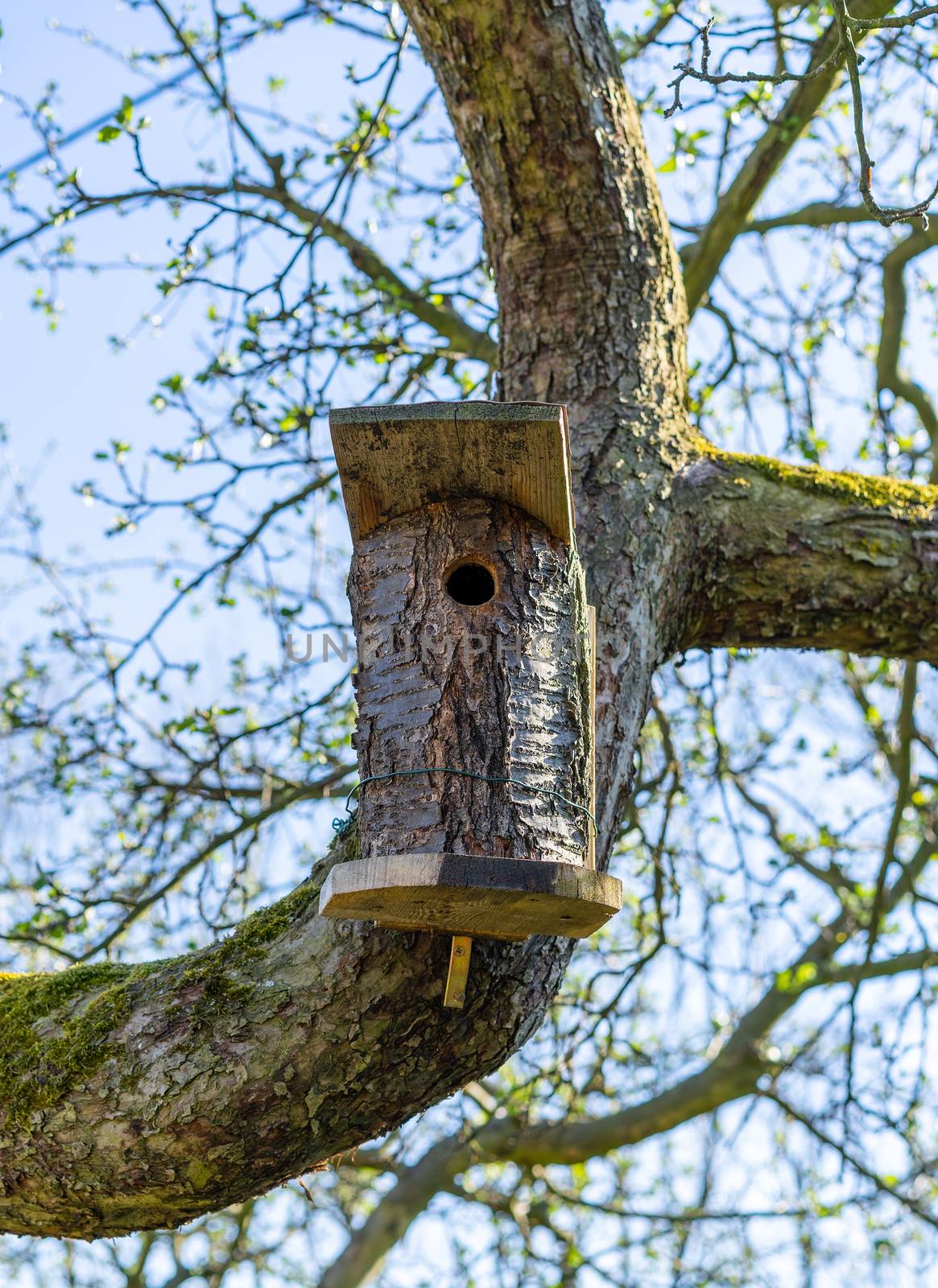 A self made bird house attached to a mossy tree. by daniel_albach