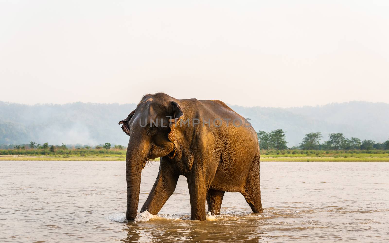 Elephant walking out of the Gandak river after his bath ,in Chitwan National Park, Nepal